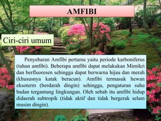 AMFIBI
Ciri-ciri umum
Penyebaran Amfibi pertama yaitu periode karboniferus
(tahun amfibi). Beberapa amfibi dapat melakukan Mimikri
dan berfluoresen sehingga dapat berwarna hijau dan merah
(khususnya katak beracun). Amfibi termasuk hewan
eksoterm (berdarah dingin) sehingga, pengaturan suhu
badan tergantung lingkungan. Oleh sebab itu amfibi hidup
didaerah subtropik (tidak aktif dan tidak bergerak selam
musim dingin).
 