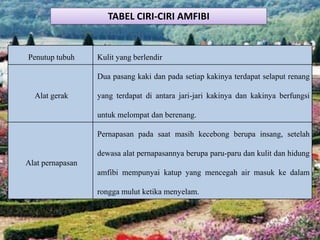 Penutup tubuh Kulit yang berlendir
Alat gerak
Dua pasang kaki dan pada setiap kakinya terdapat selaput renang
yang terdapat di antara jari-jari kakinya dan kakinya berfungsi
untuk melompat dan berenang.
Alat pernapasan
Pernapasan pada saat masih kecebong berupa insang, setelah
dewasa alat pernapasannya berupa paru-paru dan kulit dan hidung
amfibi mempunyai katup yang mencegah air masuk ke dalam
rongga mulut ketika menyelam.
TABEL CIRI-CIRI AMFIBI
 