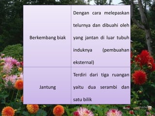 Berkembang biak
Dengan cara melepaskan
telurnya dan dibuahi oleh
yang jantan di luar tubuh
induknya (pembuahan
eksternal)
Jantung
Terdiri dari tiga ruangan
yaitu dua serambi dan
satu bilik
 