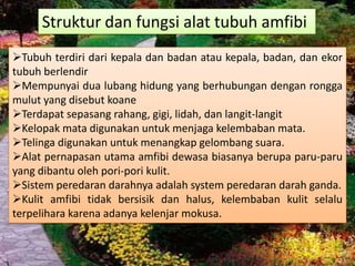 Struktur dan fungsi alat tubuh amfibi
Tubuh terdiri dari kepala dan badan atau kepala, badan, dan ekor
tubuh berlendir
Mempunyai dua lubang hidung yang berhubungan dengan rongga
mulut yang disebut koane
Terdapat sepasang rahang, gigi, lidah, dan langit-langit
Kelopak mata digunakan untuk menjaga kelembaban mata.
Telinga digunakan untuk menangkap gelombang suara.
Alat pernapasan utama amfibi dewasa biasanya berupa paru-paru
yang dibantu oleh pori-pori kulit.
Sistem peredaran darahnya adalah system peredaran darah ganda.
Kulit amfibi tidak bersisik dan halus, kelembaban kulit selalu
terpelihara karena adanya kelenjar mokusa.
 