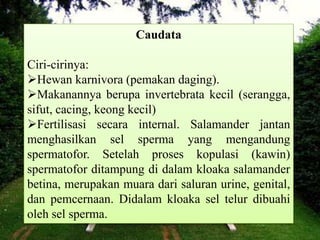 Caudata
Ciri-cirinya:
Hewan karnivora (pemakan daging).
Makanannya berupa invertebrata kecil (serangga,
sifut, cacing, keong kecil)
Fertilisasi secara internal. Salamander jantan
menghasilkan sel sperma yang mengandung
spermatofor. Setelah proses kopulasi (kawin)
spermatofor ditampung di dalam kloaka salamander
betina, merupakan muara dari saluran urine, genital,
dan pemcernaan. Didalam kloaka sel telur dibuahi
oleh sel sperma.
 