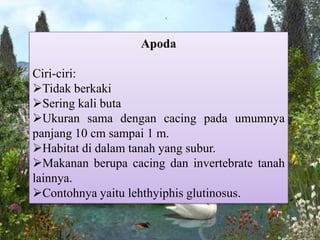 Apoda
Ciri-ciri:
Tidak berkaki
Sering kali buta
Ukuran sama dengan cacing pada umumnya
panjang 10 cm sampai 1 m.
Habitat di dalam tanah yang subur.
Makanan berupa cacing dan invertebrate tanah
lainnya.
Contohnya yaitu lehthyiphis glutinosus.
 