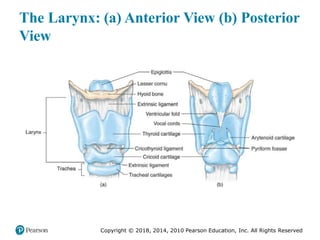 Pec11 chap 10   airway, ventilation, oxygenation