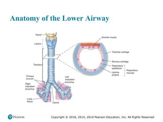 Pec11 chap 10   airway, ventilation, oxygenation