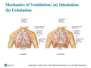 Pec11 chap 10   airway, ventilation, oxygenation