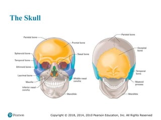 Pec11 chap 31 head trauma