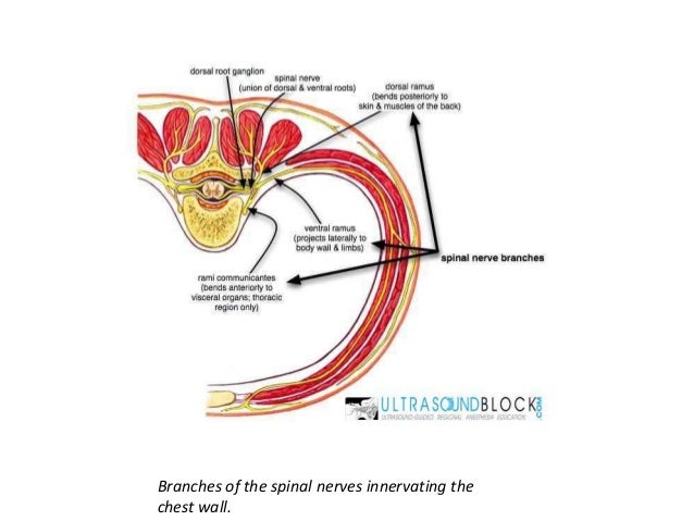 pec block