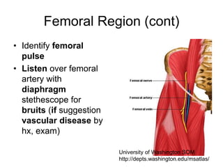 Femoral Region (cont)
• Identify femoral
pulse
• Listen over femoral
artery with
diaphragm
stethescope for
bruits (if suggestion
vascular disease by
hx, exam)
University of Washington SOM
http://depts.washington.edu/msatlas/
 