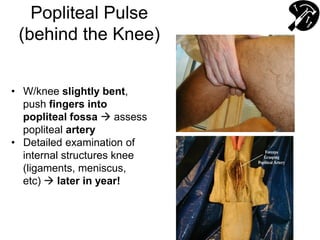 Popliteal Pulse
(behind the Knee)
• W/knee slightly bent,
push fingers into
popliteal fossa  assess
popliteal artery
• Detailed examination of
internal structures knee
(ligaments, meniscus,
etc)  later in year!
 