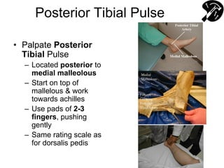 Posterior Tibial Pulse
• Palpate Posterior
Tibial Pulse
– Located posterior to
medial malleolous
– Start on top of
mallelous & work
towards achilles
– Use pads of 2-3
fingers, pushing
gently
– Same rating scale as
for dorsalis pedis
 