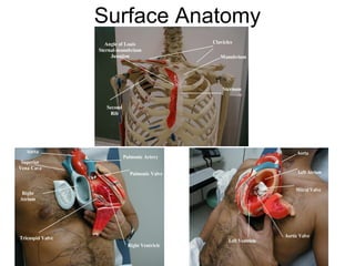 Surface Anatomy
 