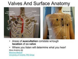 Valves And Surface Anatomy
• Areas of auscultation correlate w/rough
location of ea valve
• Where you listen will determine what you hear!
More Anatomy @:
Blaufuss Medical
University of Toronto: PIE Group
 