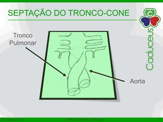SEPTAÇÃO DO TRONCO-CONE 
Aorta 
Tronco 
Pulmonar 
© Célula C 2014 Centro de Estudos - Caduceus 15 
 