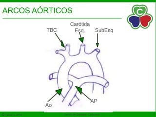Noções de Embriologia 
ARCOS AÓRTICOS 
Carótida 
Esq. Sub.Esq 
AP 
TBC 
Ao 
© Célula C 2014 Centro de Estudos - Caduceus 17 
 