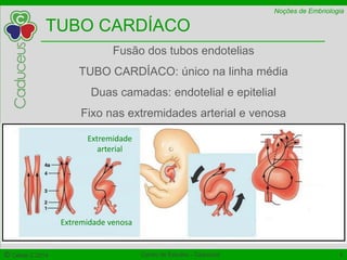 Noções de Embriologia 
TUBO CARDÍACO 
Fusão dos tubos endotelias 
TUBO CARDÍACO: único na linha média 
Duas camadas: endotelial e epitelial 
Fixo nas extremidades arterial e venosa 
Extremidade 
arterial 
Extremidade venosa 
© Célula C 2014 Centro de Estudos - Caduceus 6 
 
