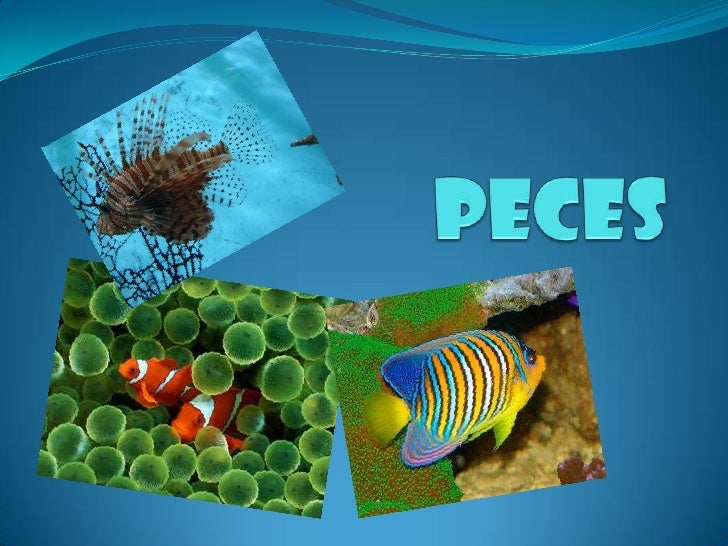 Peces