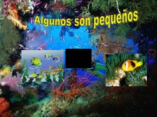 Algunos son pequeños 