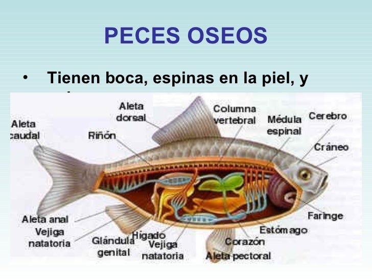 Peces