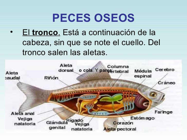 Peces
