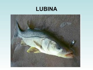 LUBINA 