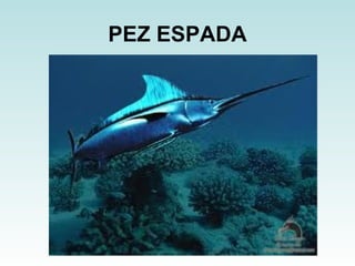 PEZ ESPADA 