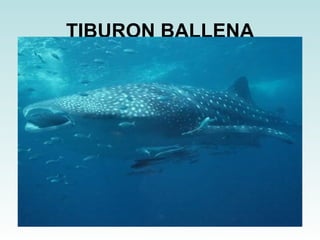 TIBURON BALLENA 