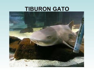 TIBURON GATO 