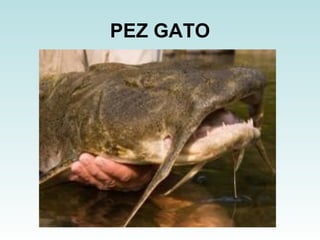 PEZ GATO 