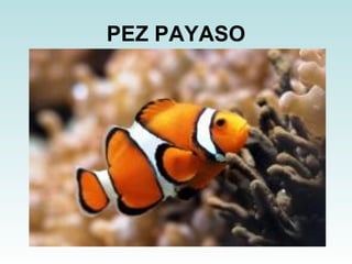 PEZ PAYASO 