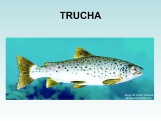TRUCHA 