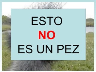 PEZ MARTILLO ESTO  NO  ES UN PEZ 