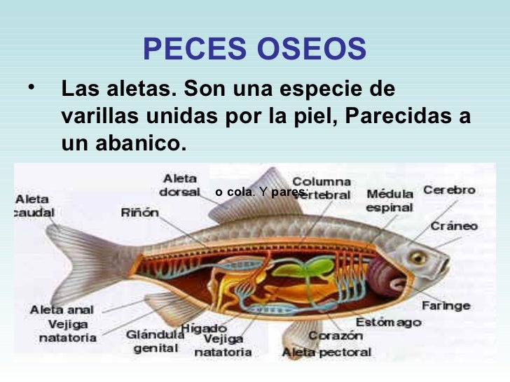 Peces