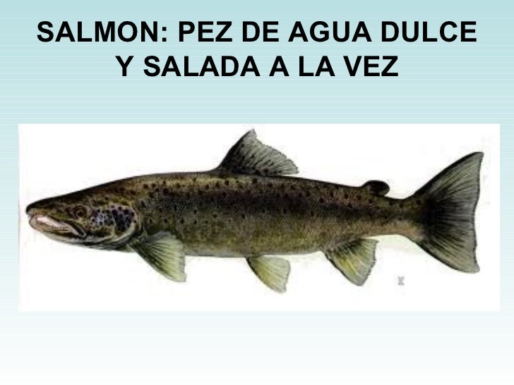 Peces