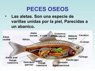 PECES OSEOS Las aletas. Son una especie de varillas unidas por la piel, Parecidas a un abanico.        o cola . Y  pares :  