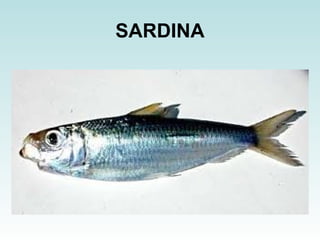 SARDINA 