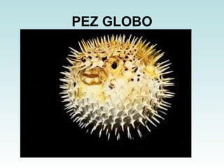PEZ GLOBO 