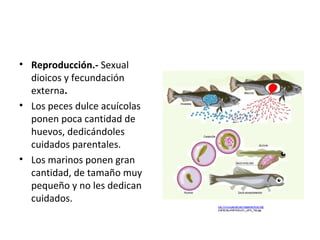 • Reproducción.- Sexual
  dioicos y fecundación
  externa.
• Los peces dulce acuícolas
  ponen poca cantidad de
  huevos, dedicándoles
  cuidados parentales.
• Los marinos ponen gran
  cantidad, de tamaño muy
  pequeño y no les dedican
  cuidados.
 