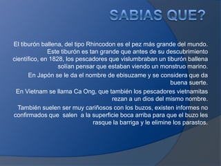 El tiburón ballena, del tipo Rhincodon es el pez más grande del mundo.
              Este tiburón es tan grande que antes de su descubrimiento
científico, en 1828, los pescadores que vislumbraban un tiburón ballena
                  solían pensar que estaban viendo un monstruo marino.
      En Japón se le da el nombre de ebisuzame y se considera que da
                                                             buena suerte.
 En Vietnam se llama Ca Ong, que también los pescadores vietnamitas
                                      rezan a un dios del mismo nombre.
  También suelen ser muy cariñosos con los buzos, existen informes no
confirmados que salen a la superficie boca arriba para que el buzo les
                               rasque la barriga y le elimine los parastos.
 
