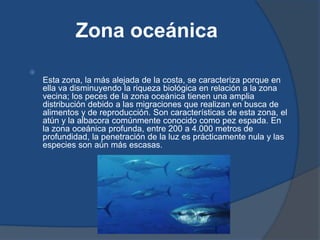 Zona oceánica

    Esta zona, la más alejada de la costa, se caracteriza porque en
    ella va disminuyendo la riqueza biológica en relación a la zona
    vecina; los peces de la zona oceánica tienen una amplia
    distribución debido a las migraciones que realizan en busca de
    alimentos y de reproducción. Son características de esta zona, el
    atún y la albacora comúnmente conocido como pez espada. En
    la zona oceánica profunda, entre 200 a 4.000 metros de
    profundidad, la penetración de la luz es prácticamente nula y las
    especies son aún más escasas.
 