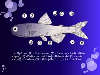 (1) - Opérculo, (2) - Línea lateral, (3) - Aleta dorsal, (4) - Aleta
adiposa, (5) - Pedúnculo caudal, (6) - Aleta caudal, (7) - Aleta
anal, (8) - Fotóforo, (9) - Aleta pélvica, (10) - Aleta pectoral
 