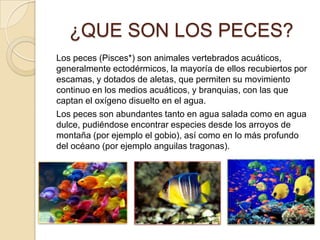 ¿QUE SON LOS PECES?
Los peces (Pisces*) son animales vertebrados acuáticos,
generalmente ectodérmicos, la mayoría de ellos recubiertos por
escamas, y dotados de aletas, que permiten su movimiento
continuo en los medios acuáticos, y branquias, con las que
captan el oxígeno disuelto en el agua.
Los peces son abundantes tanto en agua salada como en agua
dulce, pudiéndose encontrar especies desde los arroyos de
montaña (por ejemplo el gobio), así como en lo más profundo
del océano (por ejemplo anguilas tragonas).
 