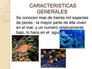 CARACTERISTICAS
GENERALES
Se conocen mas de treinta mil especies
de peces ; la mayor parte de ella viven
en el mar, y un numero relativamente
bajo, lo hace en el agua dulce
 