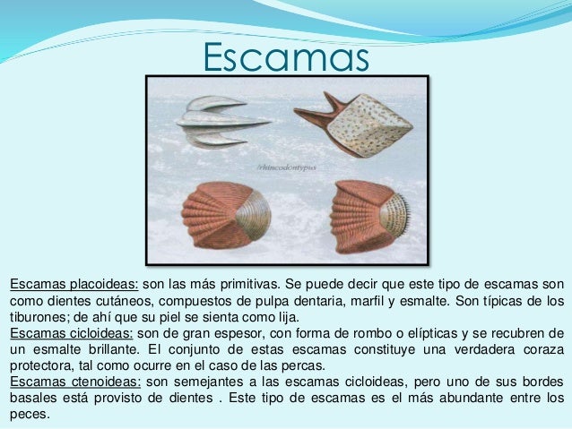 Resultado de imagen de escamas peces al microscopio tipos