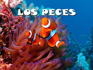 LOS PECESLOS PECES
 