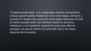 El betta puede estar con cardenales, neones, borrachitos,
colisas, gurami perla. Puede vivir con come algas, siempre y
cuando no tenga crías, pues los come algas atacarían el nido.
El macho puede estar con hembras betta en acuarios
medianos y con bastante vegetación para que ellas se
protejan, ya que el macho las echa del nido y las ataca
después de la puesta.
 