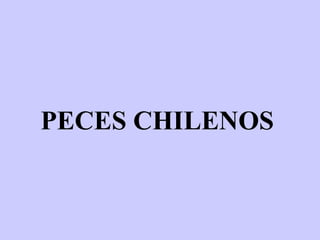 PECES CHILENOSPECES CHILENOS
 