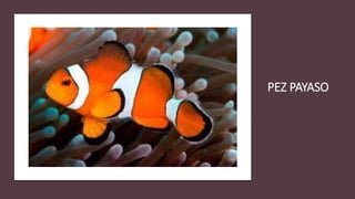 PEZ PAYASO
 