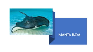 MANTA RAYA
 