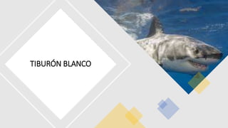 TIBURÓN BLANCO
 