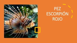 PEZ
ESCORPIÓN
ROJO
 